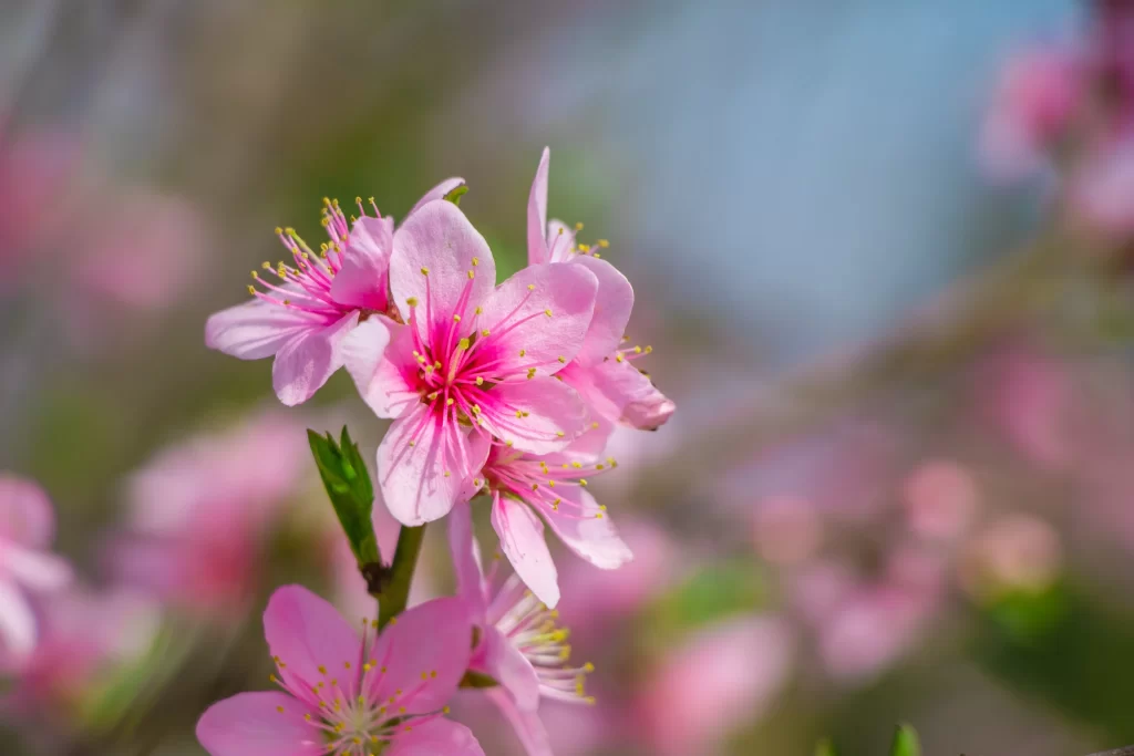 Pink Crabapple Blossom Petals gray Stamen