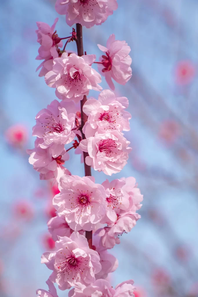 Pink Crabapple Blossom Petals cool Delicate