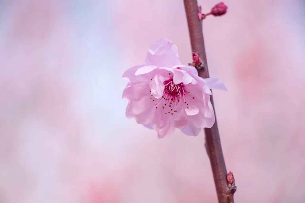 Pink Crabapple Blossom Petals warm Delicate