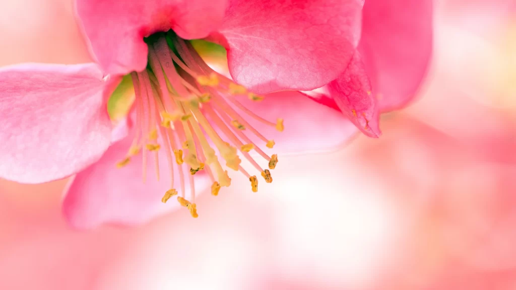 Pink Crabapple Blossom Petals warm Stamens