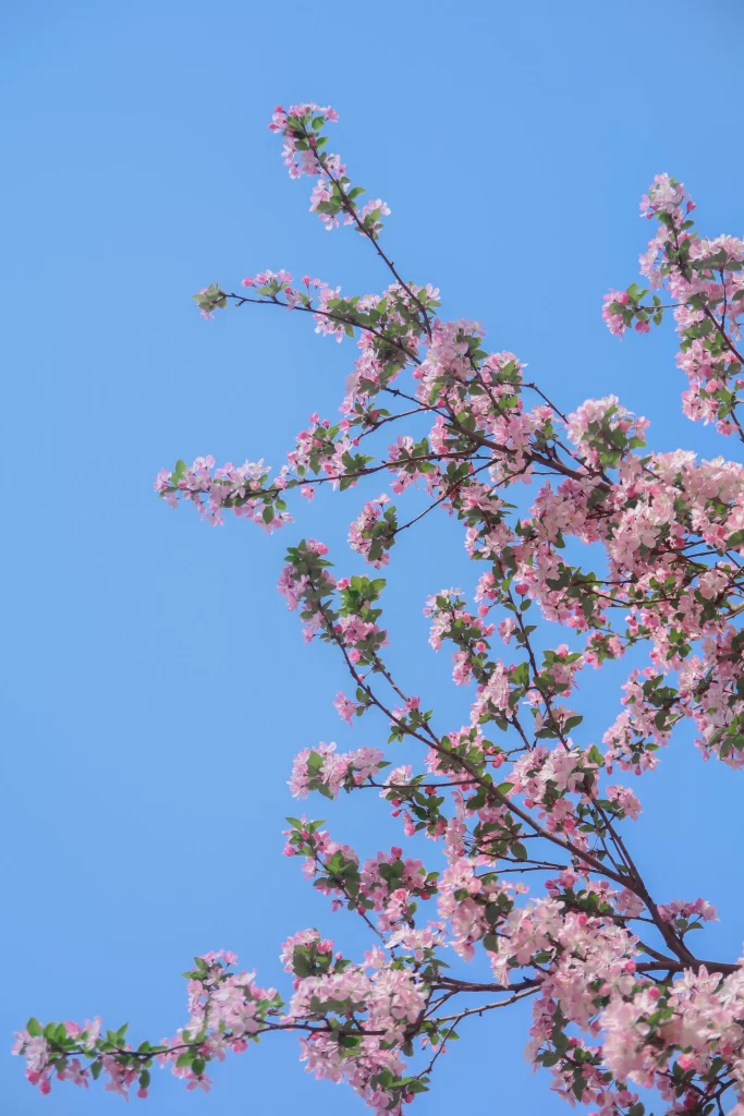 Pink Crabapple Blossom Petals Branches Blue cool Sky