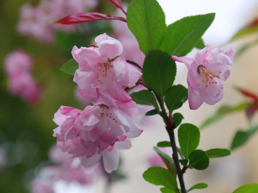Pink Crabapple Blossom Petals Green gray Leaves