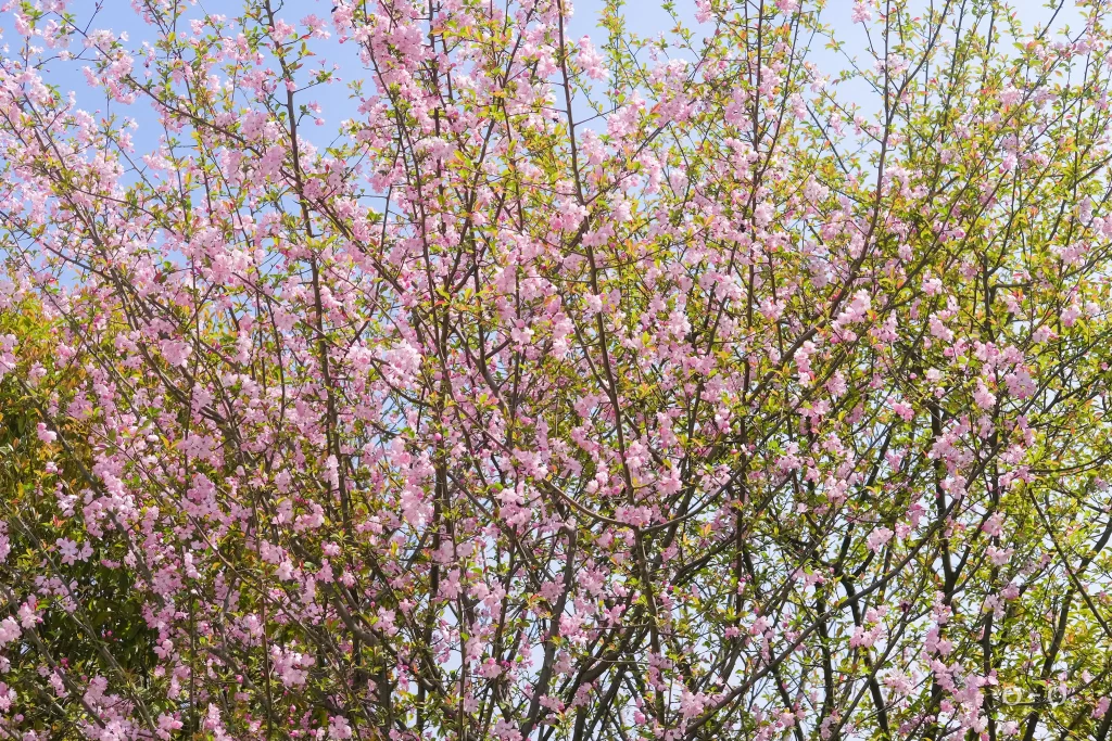 Pink Crabapple Blossom Petals Blooming gray Branches