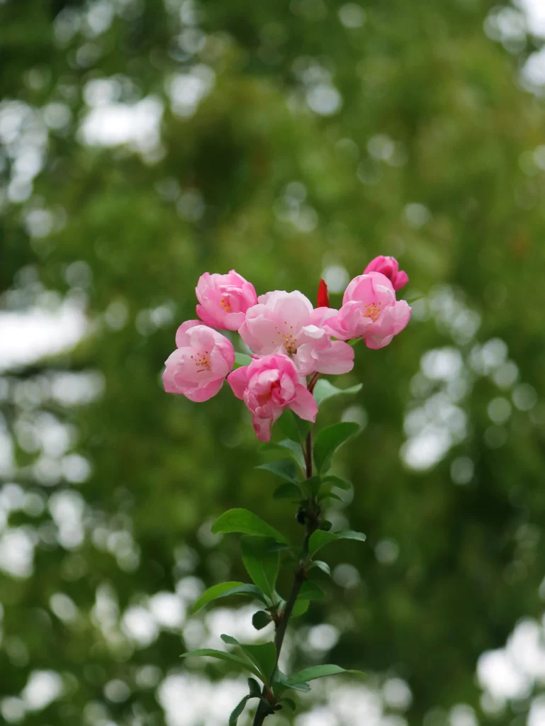 Pink Crabapple Blossom Petals Green warm Leaves