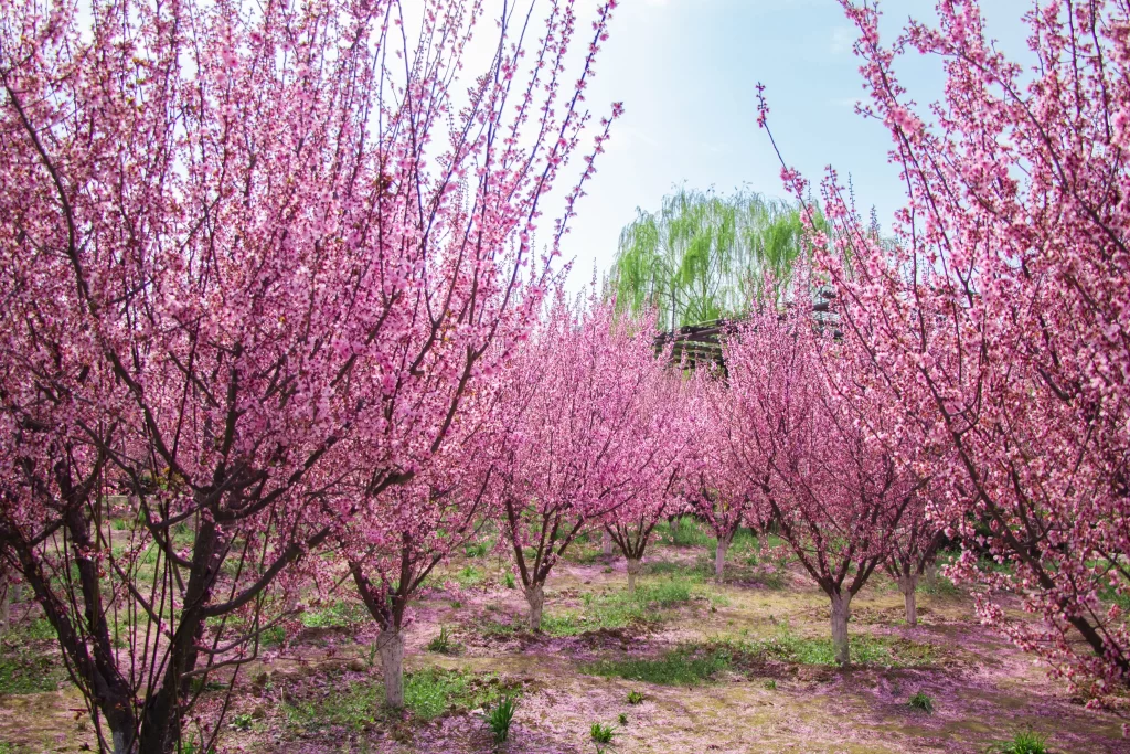 Pink Crabapple Blossom Petals Tree