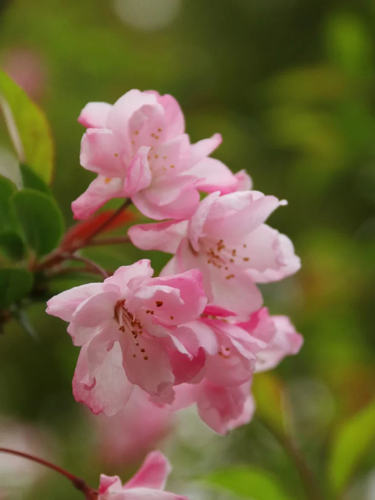 Pink Crabapple Blossom Petals Yellow warm Stamens