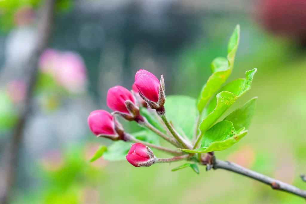 Pink Crabapple Blossom Petals Bud