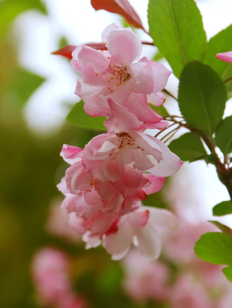 Pink Crabapple Blossom Petals Green warm Leaves