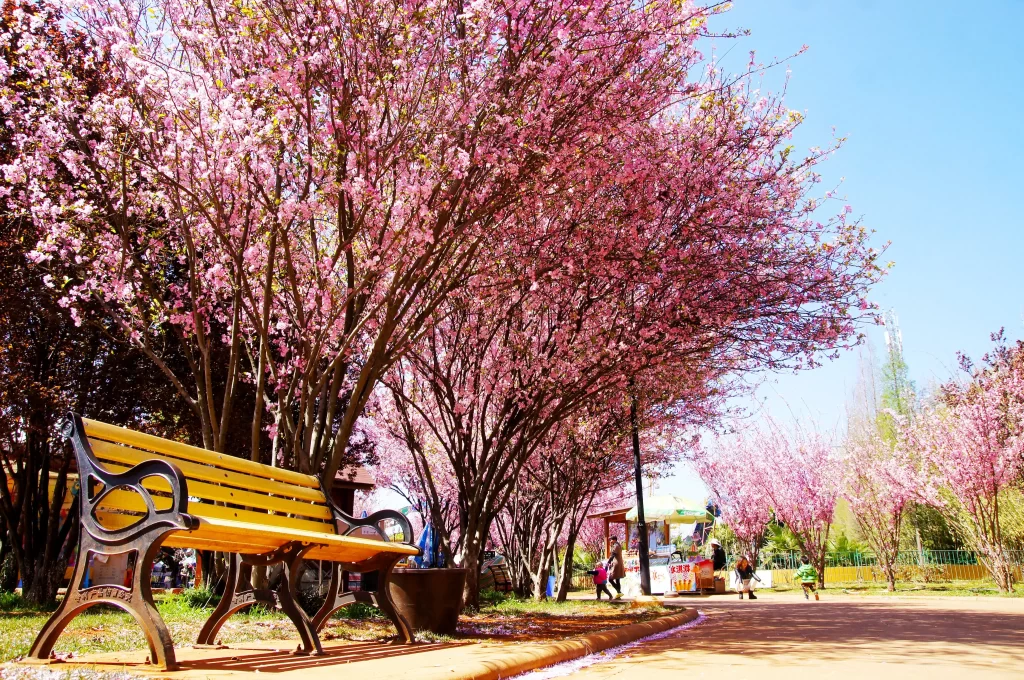 Pink Crabapple Blossom Petals Tree