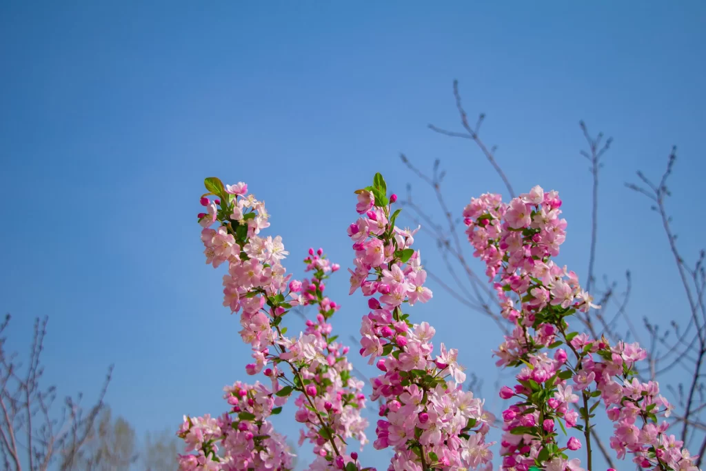 Pink Crabapple Blossom Petals Branches Blue cool Sky