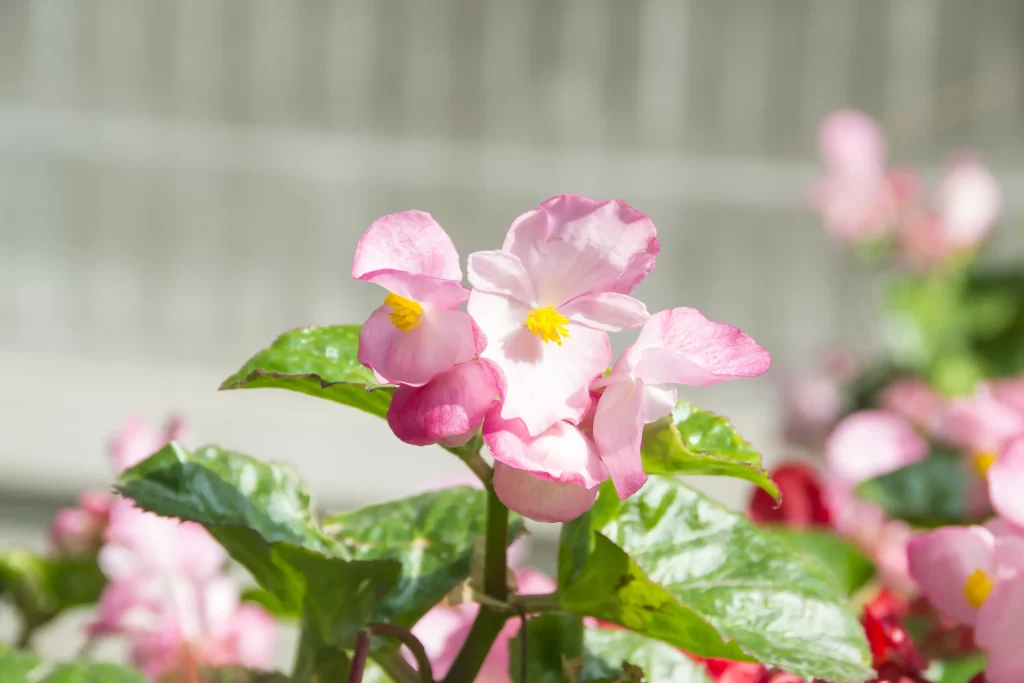 Pink Crabapple Blossom Petals Yellow gray Stamen