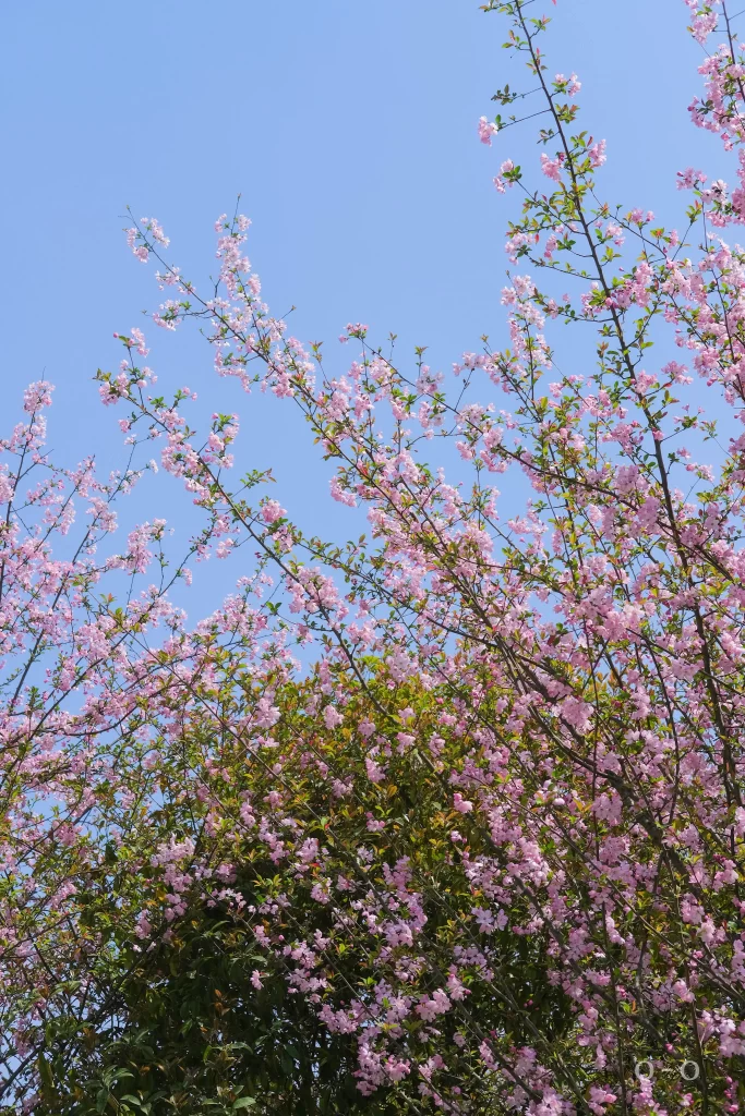 Pink Crabapple Blossom Petals Branches BlueSky