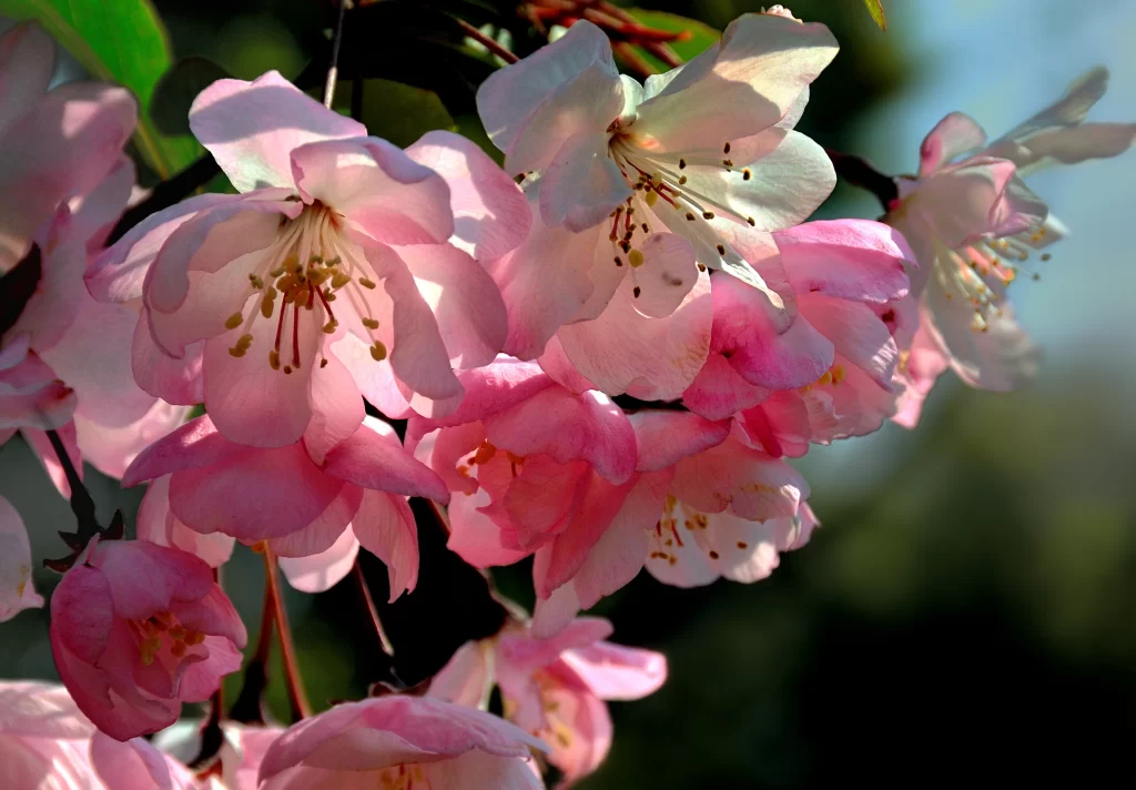 Pink Crabapple Blossom Petals warm Sunlight