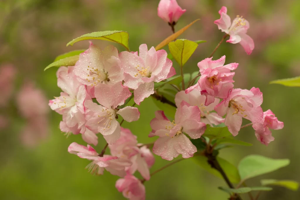 Pink Crabapple Blossom Petals Dewdrops Green warm Leaves
