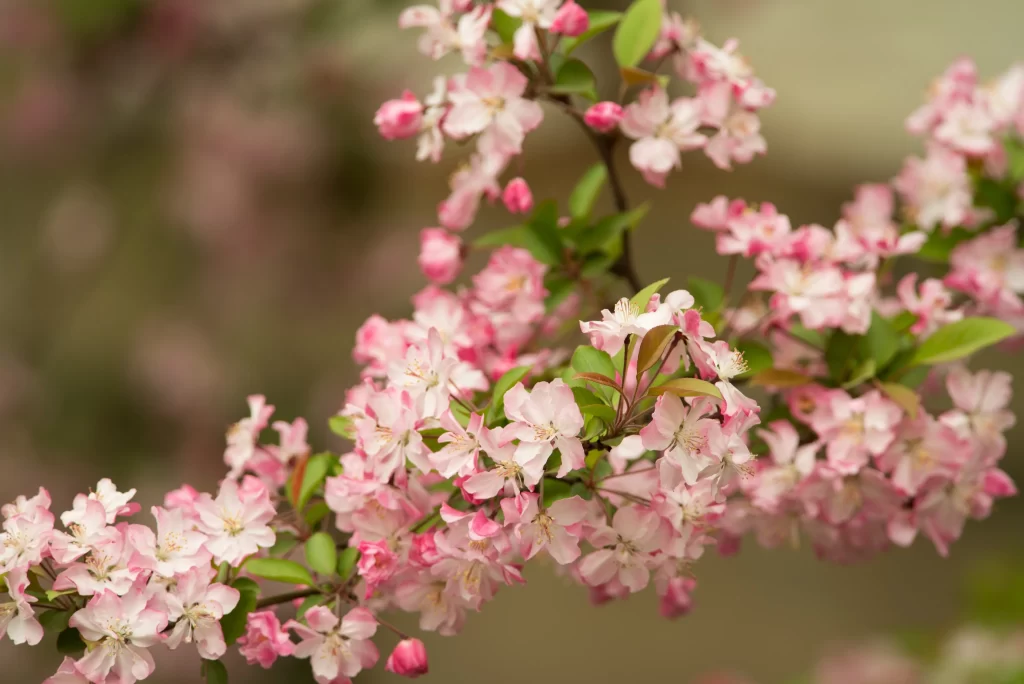 Pink Crabapple Blossom Petals Blooming gray Branches