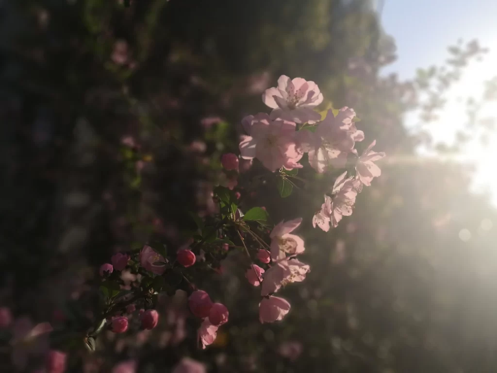 Pink Crabapple Blossom Petals gray Sunlight