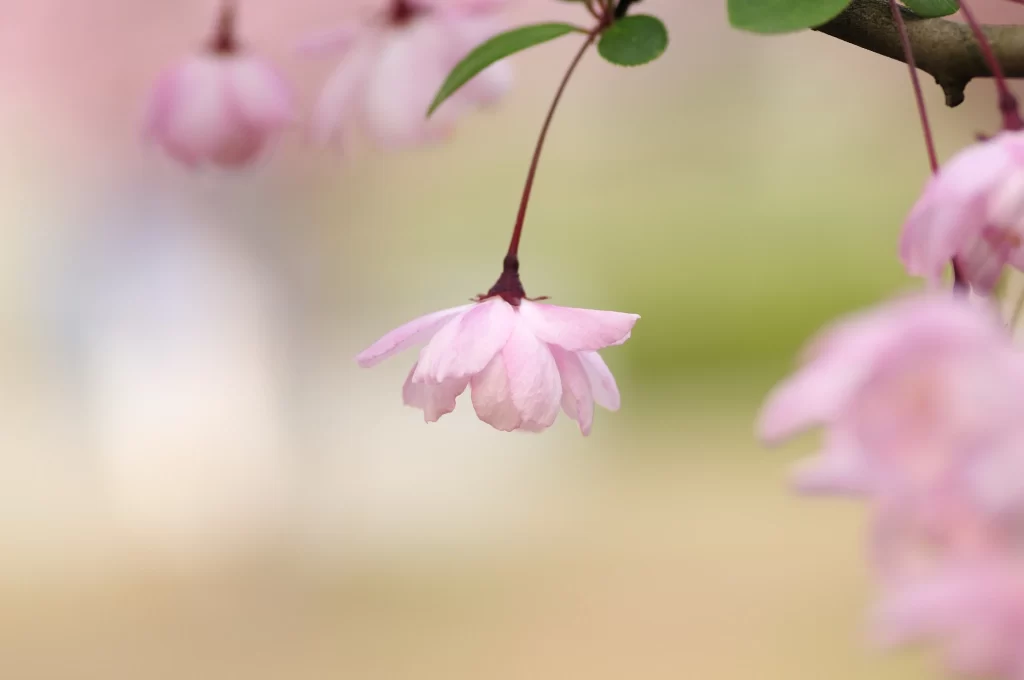 Pink Crabapple Blossom Petals gray Delicate