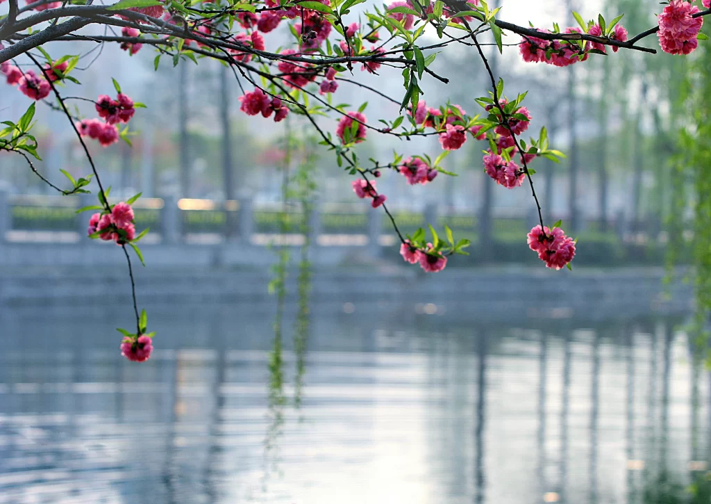 Pink Crabapple Blossom Petals gray Branches