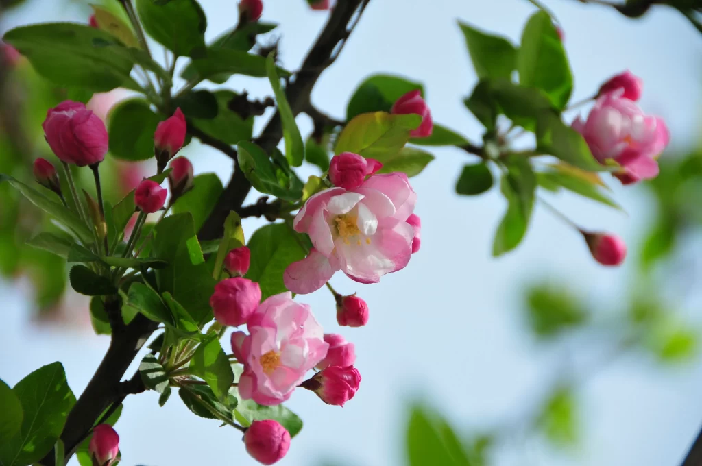 Pink Crabapple Blossom Petals Buds Leaves