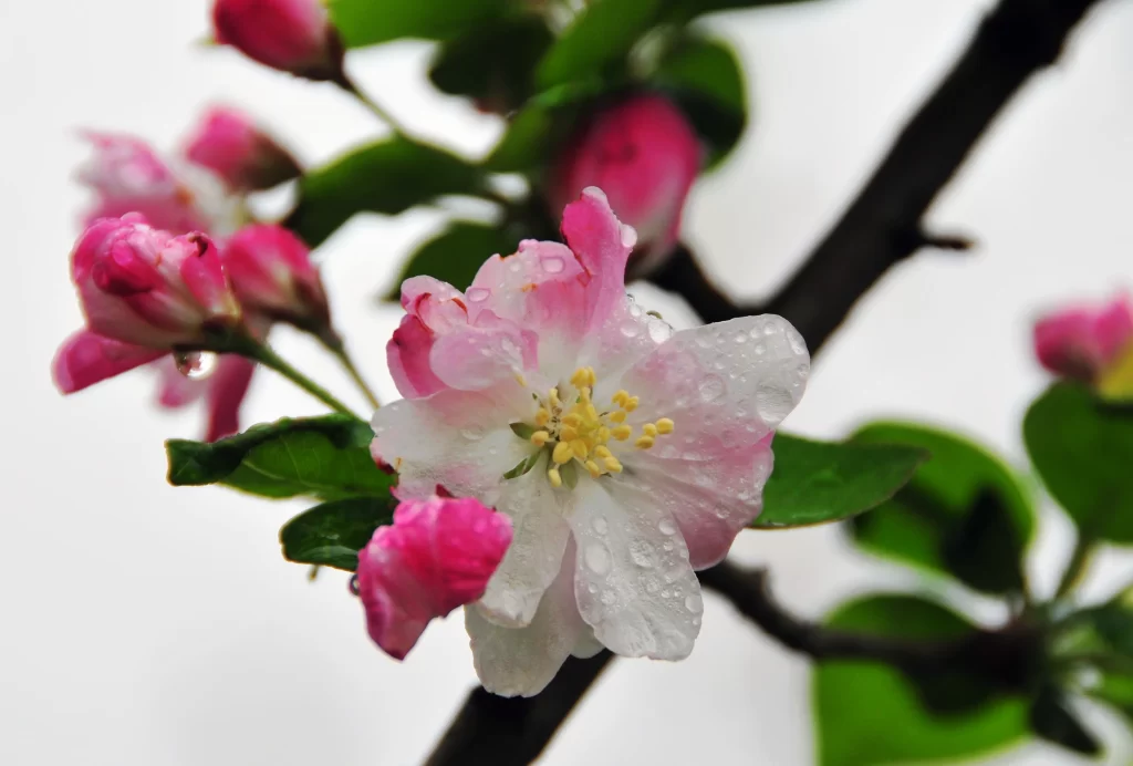 Pink Crabapple Blossom Petals Dewdrops Green gray Leaves