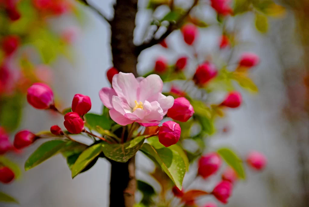 Pink Crabapple Blossom Petals gray Bud