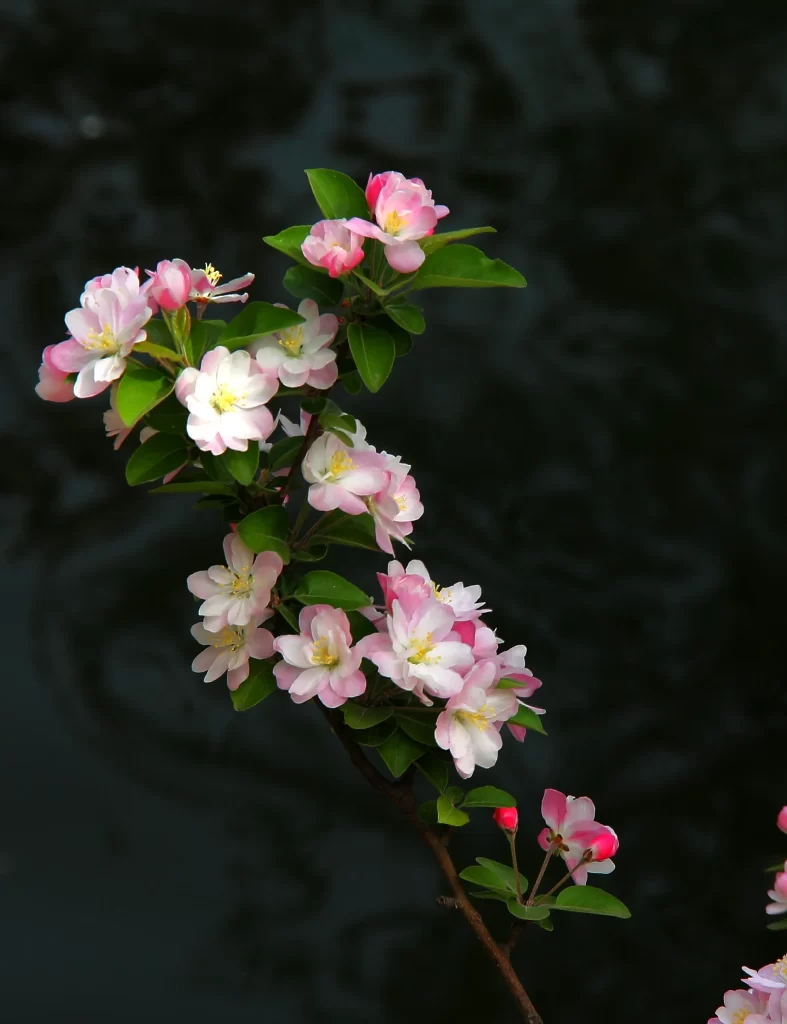 Pink Crabapple Blossom Petals Green dark Leaves