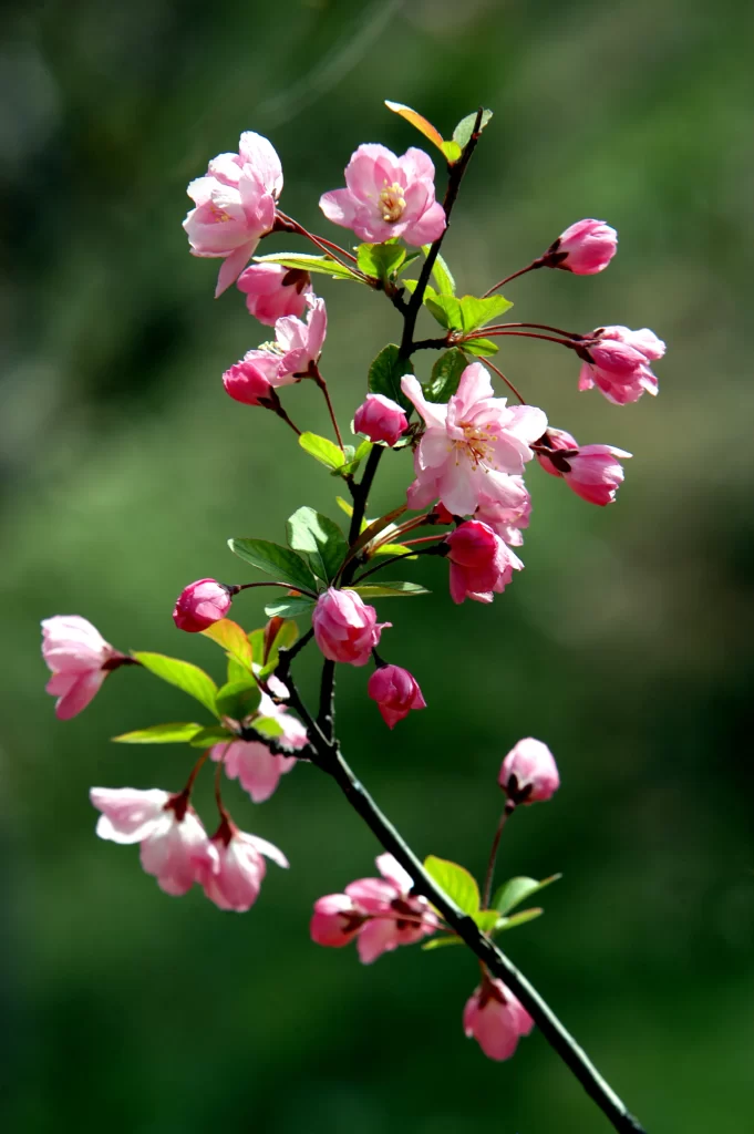 Pink Crabapple Blossom Petals warm Branch