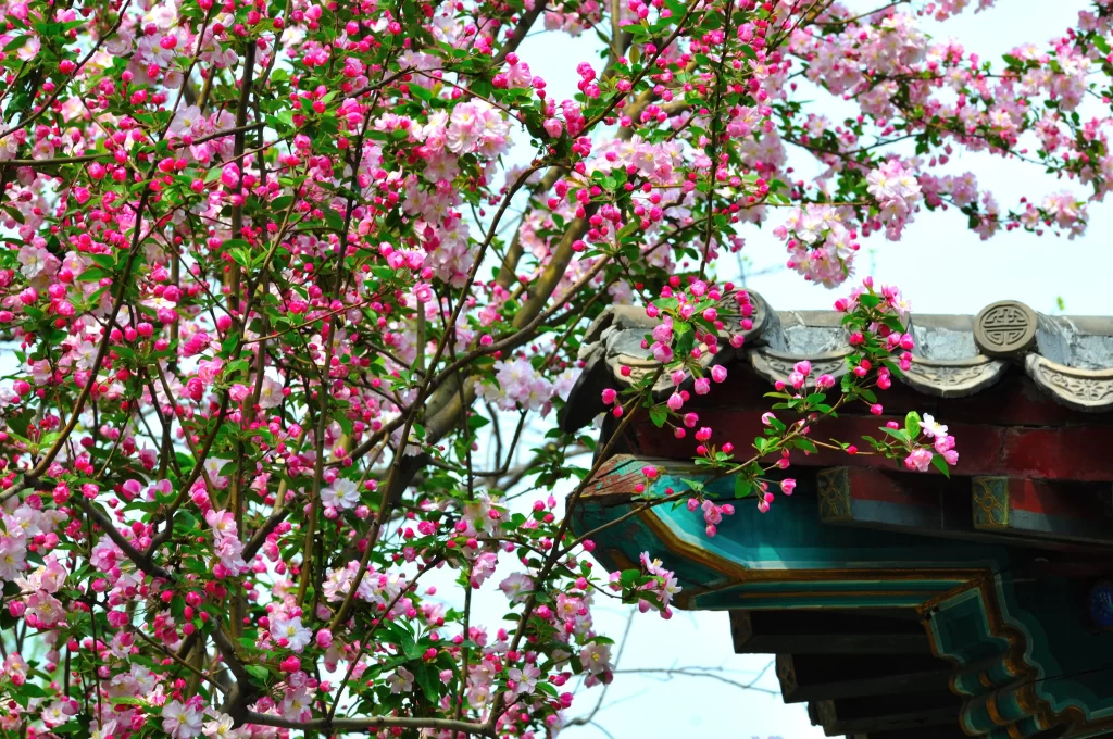 Pink Crabapple Blossom Petals Blooming gray Branches