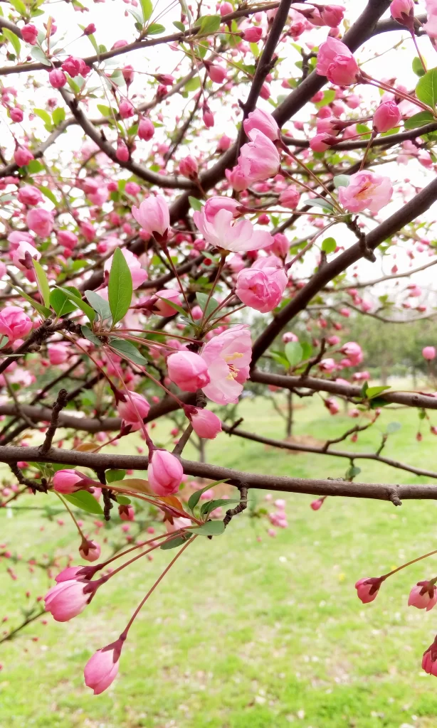 Pink Crabapple Blossom Petals warm Branches