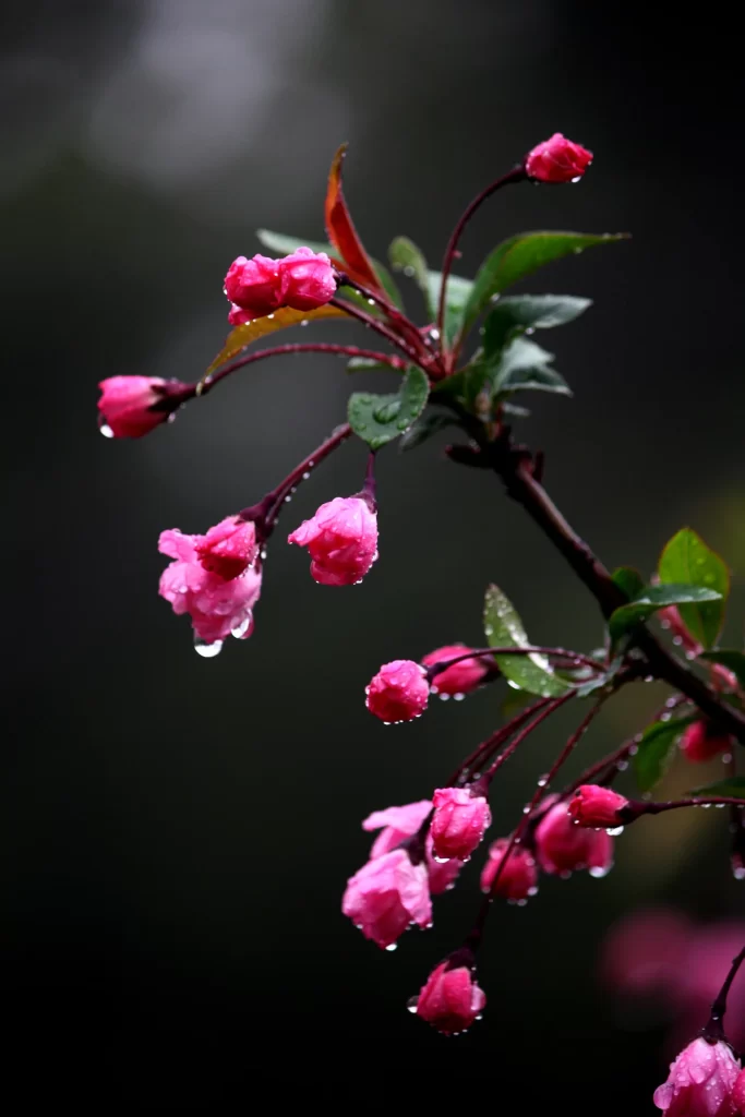 Pink Crabapple Blossom Petals Dewdrops Dark Background