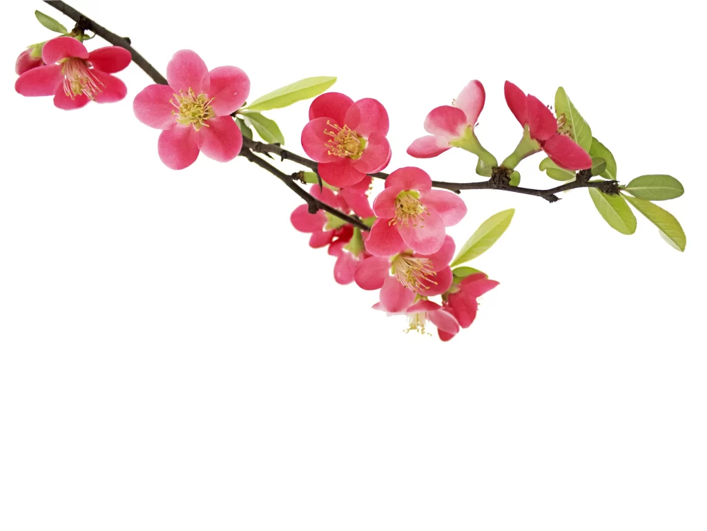 Pink Crabapple Blossom Petals Yellow white Stamens