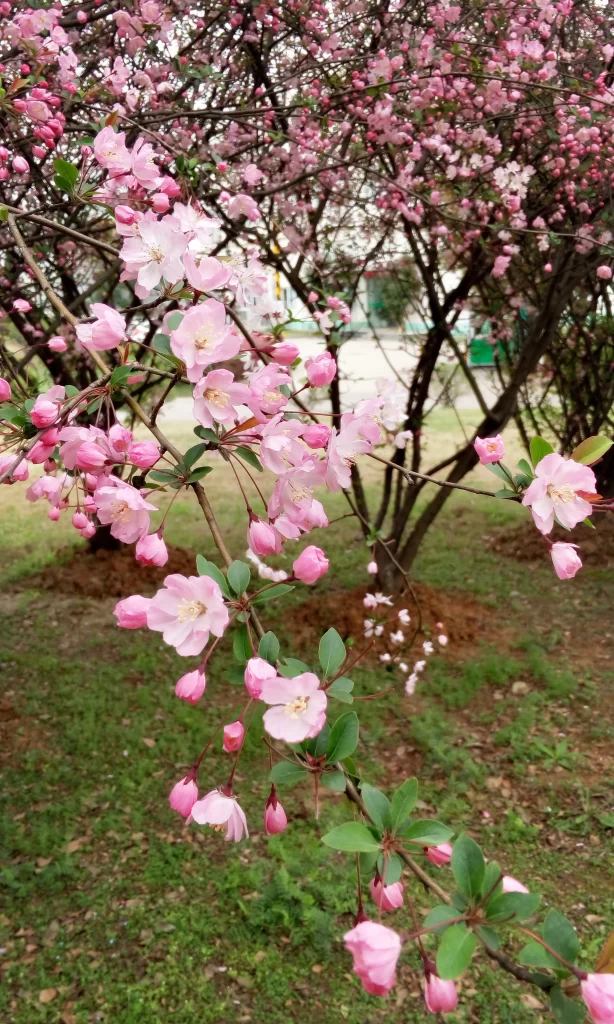 Pink Crabapple Blossom Petals gray Branches