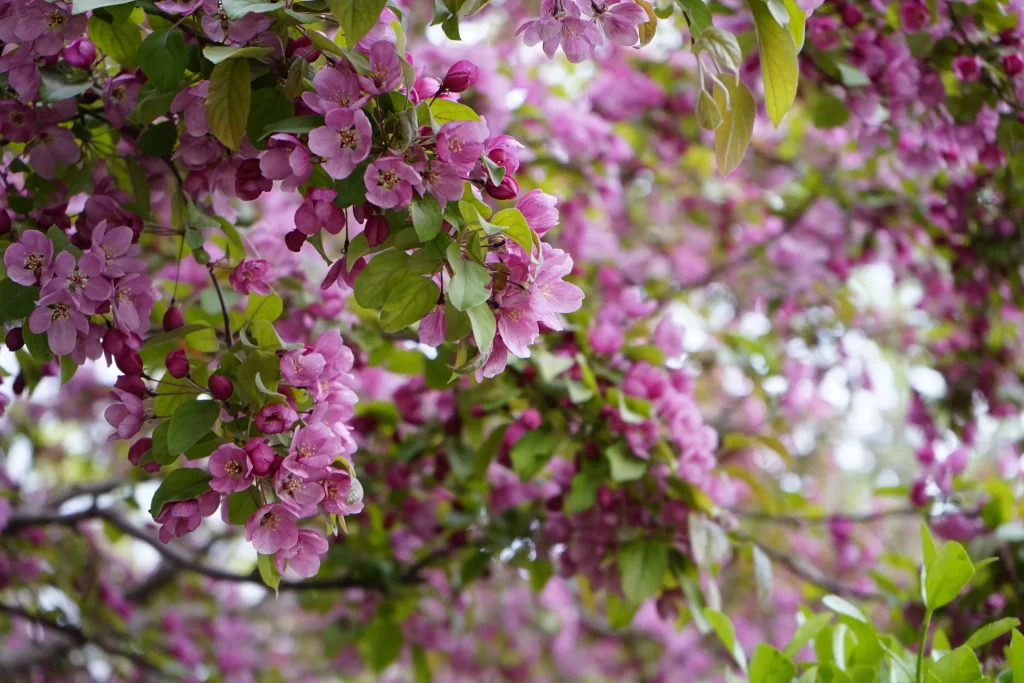 Pink Crabapple Blossom Petals Leaves Branches