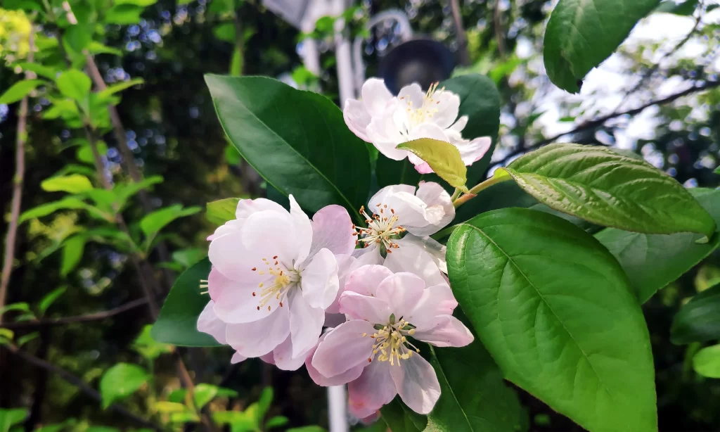 Pink Crabapple Blossom Petals Green warm Leaves