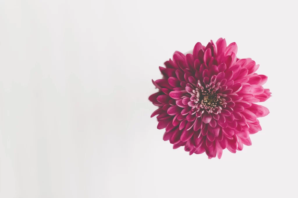 Pink Dahlia Bloom Petals Round Center