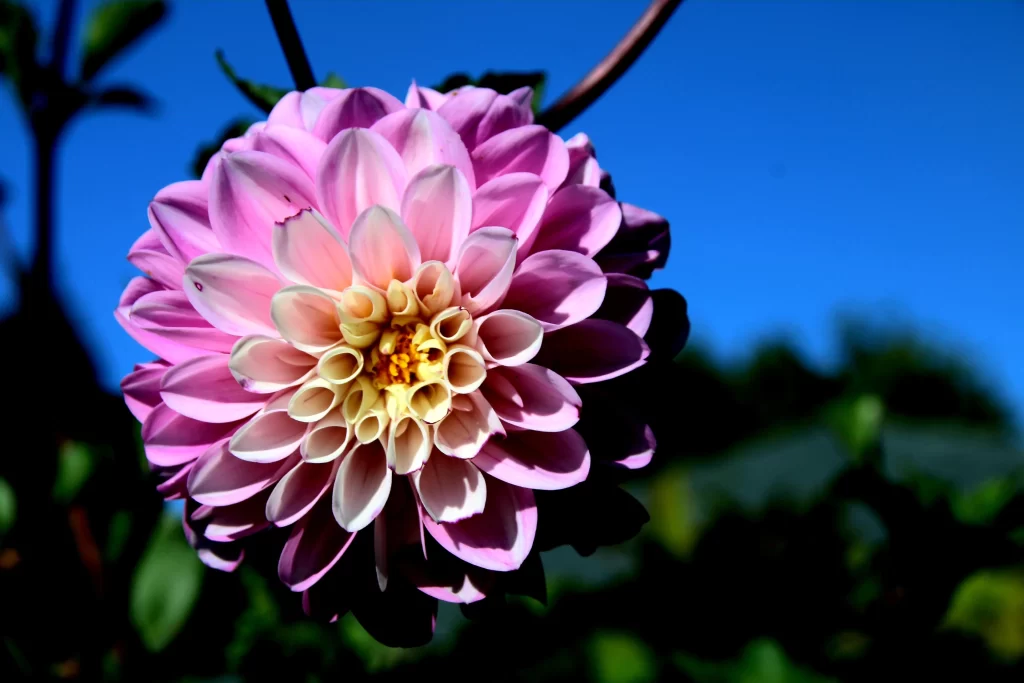 Pink Dahlia Bloom Petals Yellow cool Center