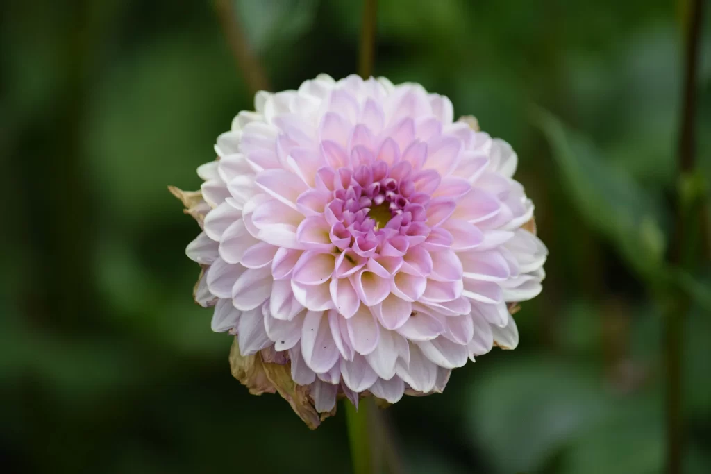 Pink Dahlia Bloom Petals Round gray Shape