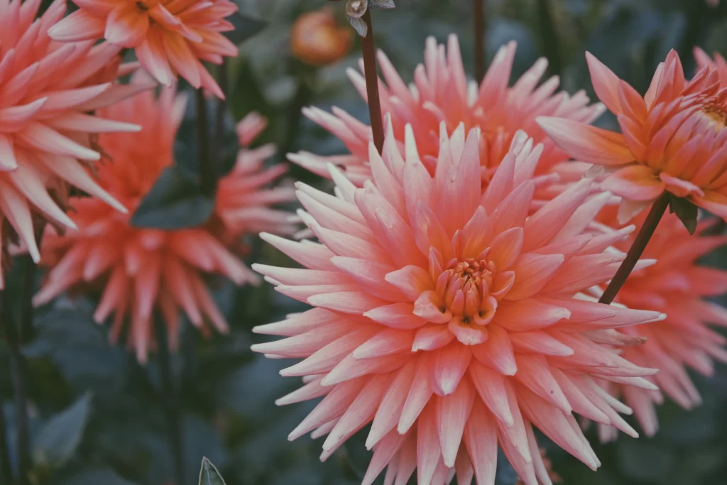 Pink Dahlia Bloom Petals warm Garden