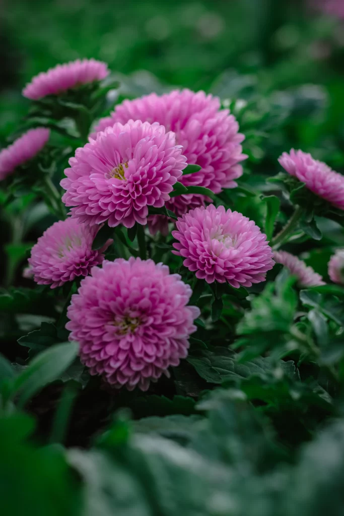 Pink Dahlia Bloom Petals Green gray Leaves