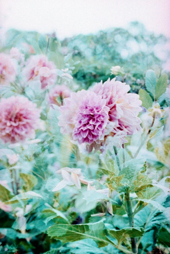 Pink Dahlia Bloom Petals gray Garden
