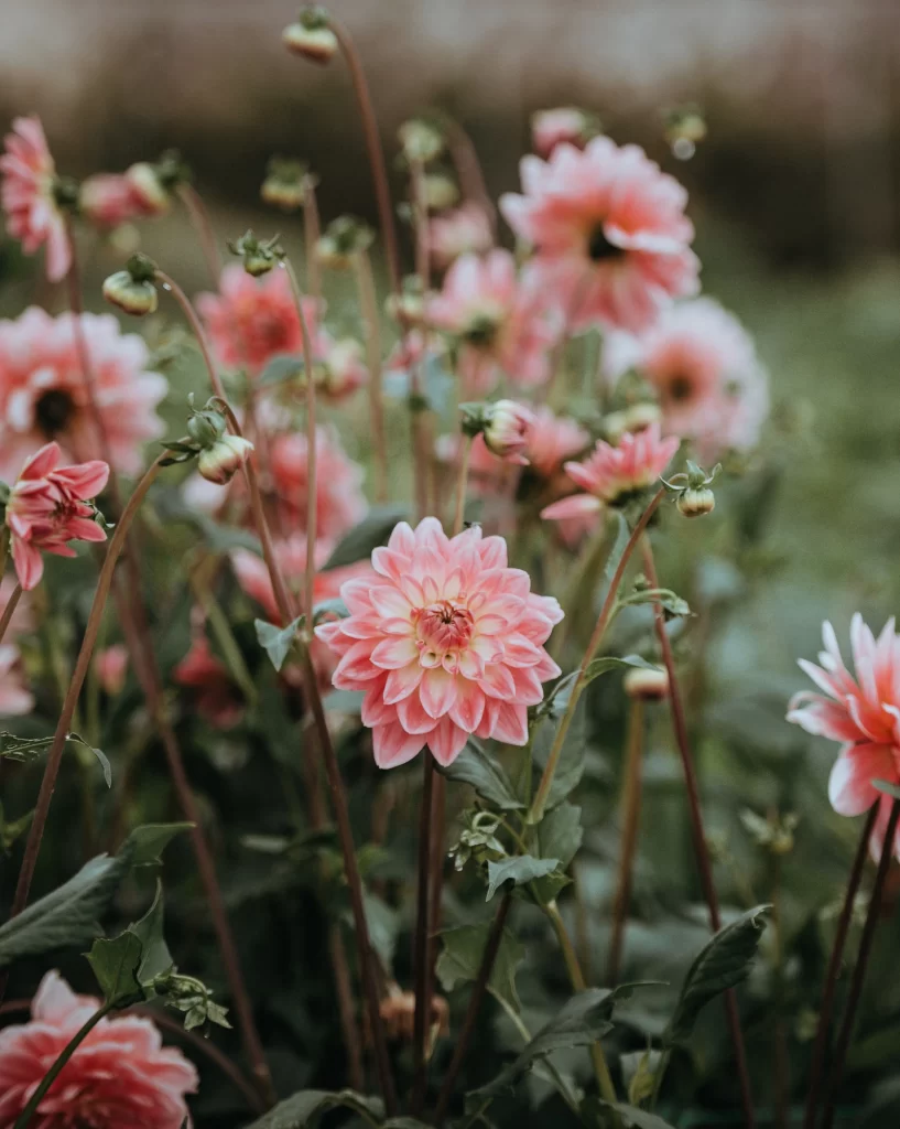 Pink Dahlia Bloom Petals gray Garden
