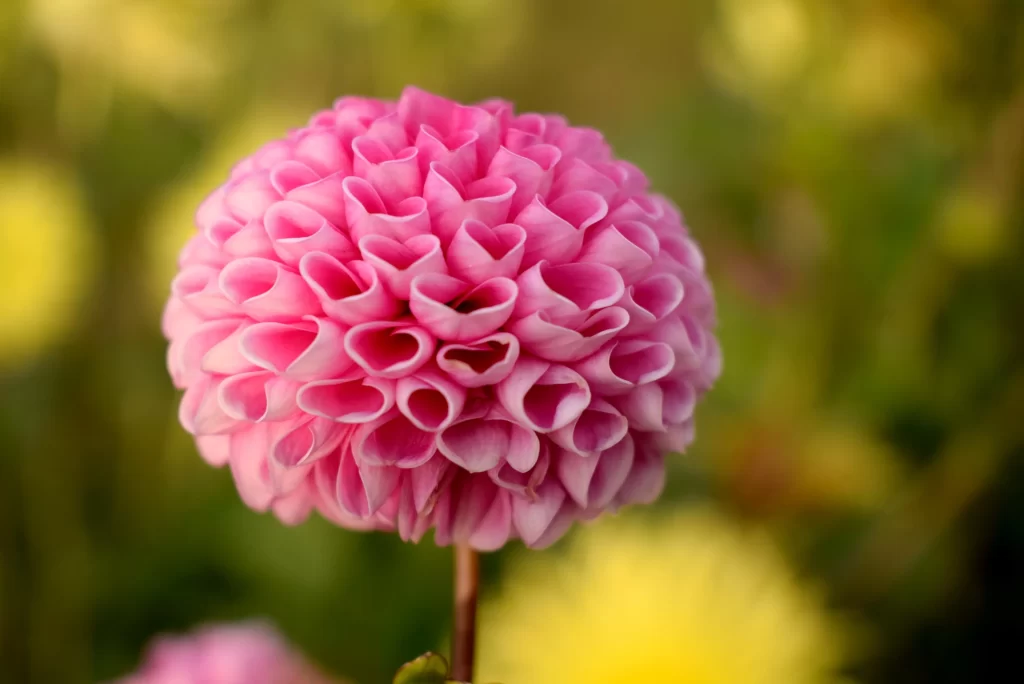 Pink Dahlia Bloom Petals Round warm Shape