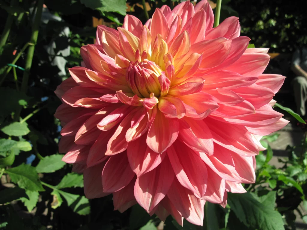 Pink Dahlia Bloom Petals warm Sunlight