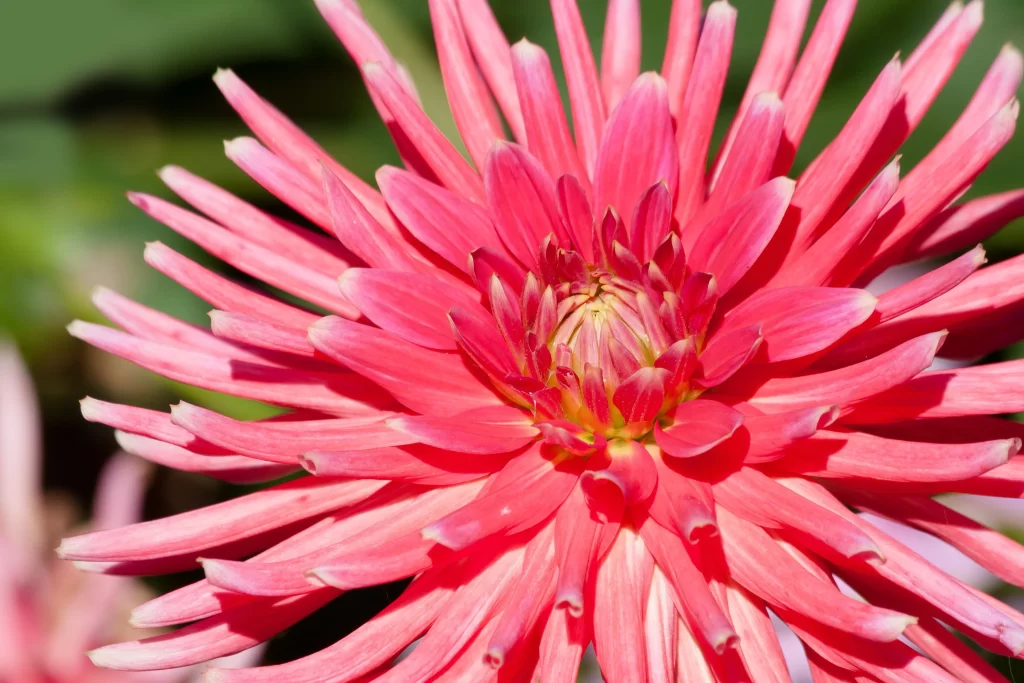 Pink Dahlia Bloom Petals warm Sunlight