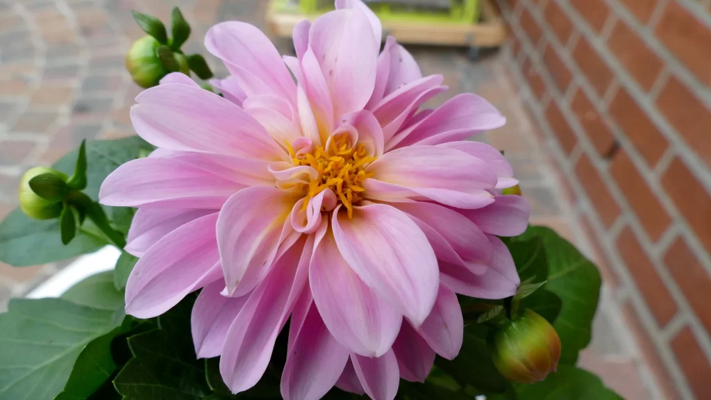 Pink Dahlia Bloom Petals Yellow gray Center