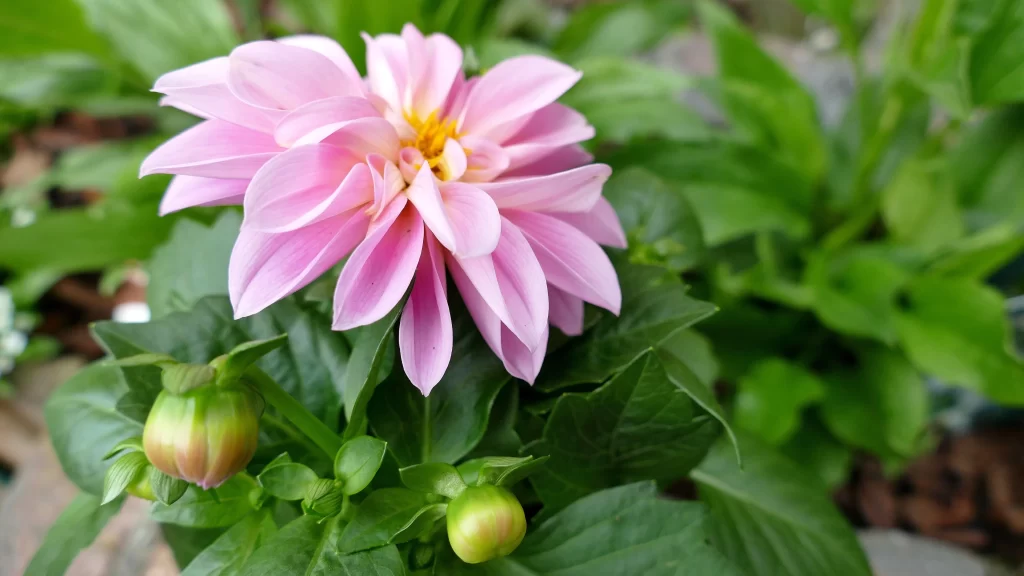 Pink Dahlia Bloom Petals Yellow warm Center