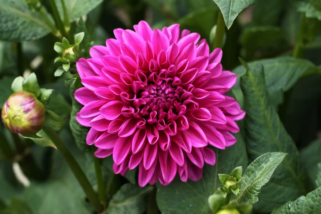 Pink Dahlia Bloom Petals Green gray Leaves