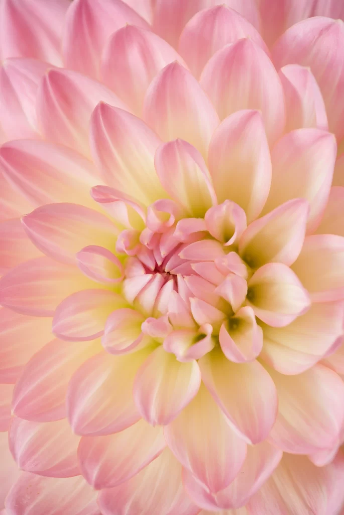 Pink Dahlia Petals Bloom Center