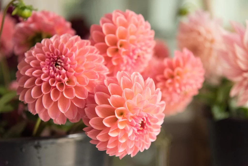 Pink Dahlia Petals Blooming Soft Focus