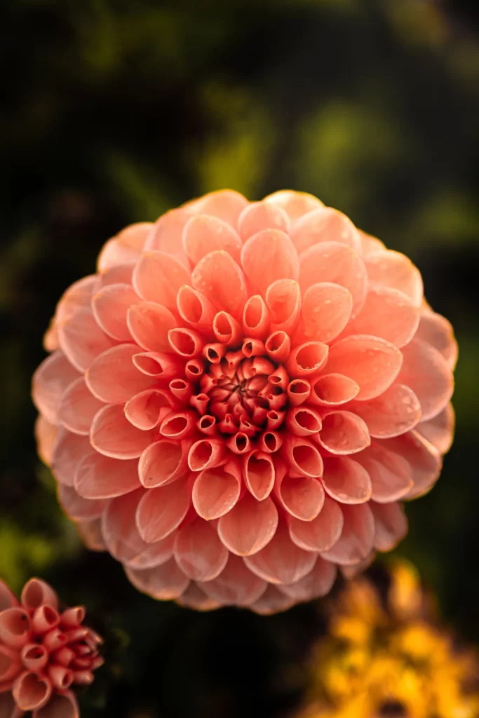 Pink Dahlia Petals Blooming